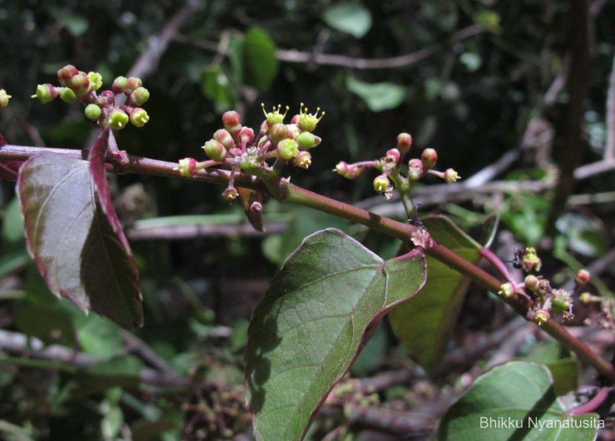 Cissus lonchiphylla Thwaites